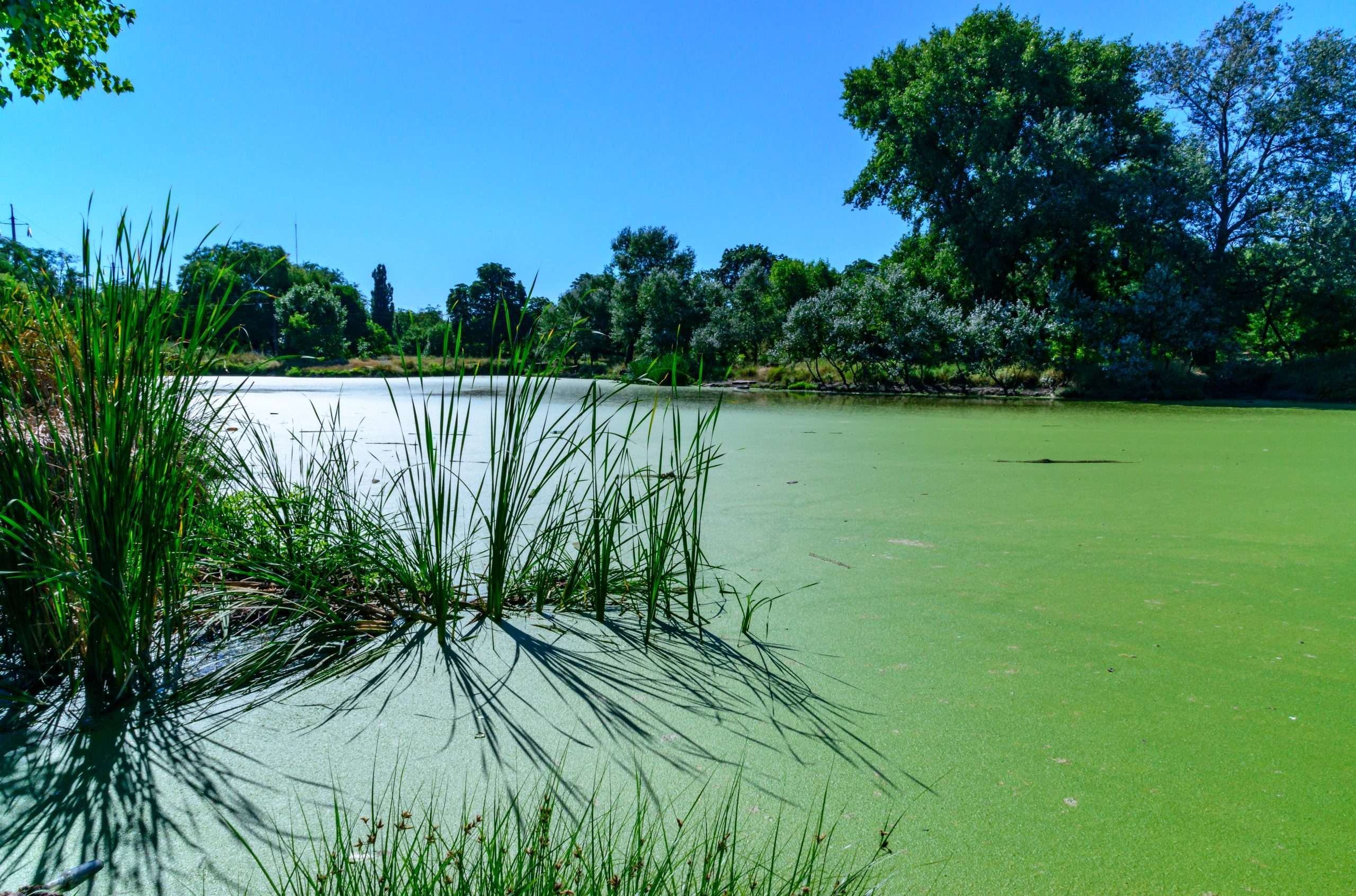 Reeds cast a shadow on a continuous layer of floating algae.